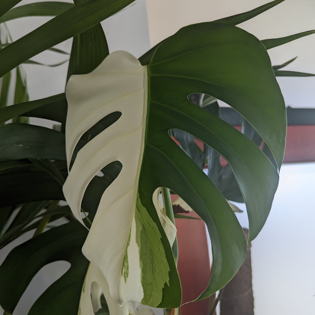 Indoor Plants and plant care